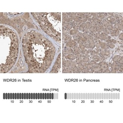 WDR26 Antibody, Novus Biologicals 0.1mL; Unlabeled:Antibodies, Polyclonal